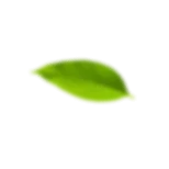 A calming botanical leaf, symbolising traditional support for a settled nervous system
